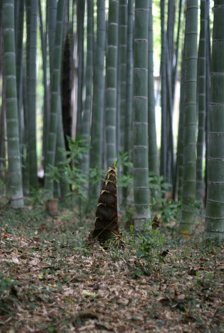 Bamboo-Shoot