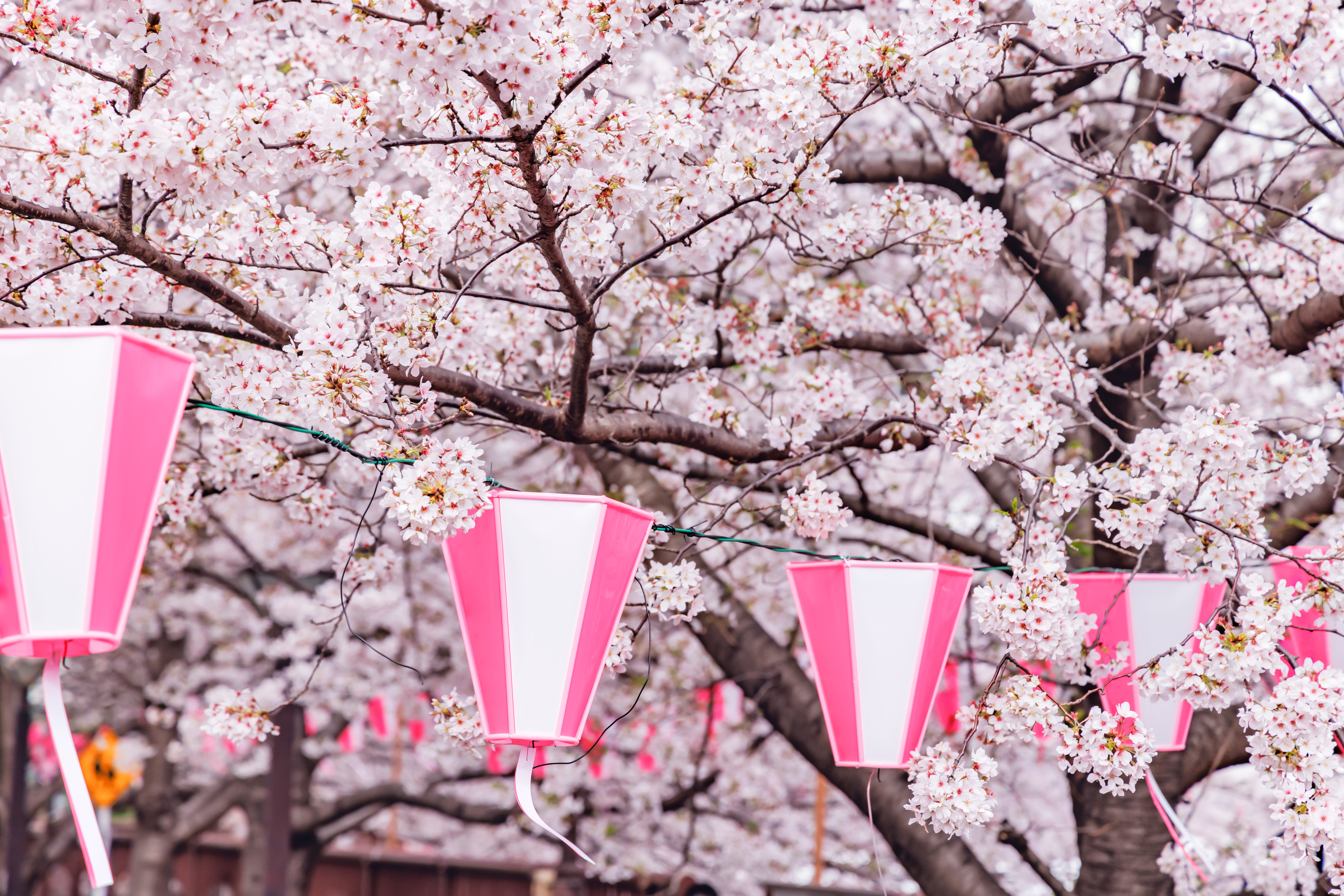 올 봄에는 어디 갈래？꽃놀이외에도 즐길 수 있는, 도쿄에서 추천하는 벚꽃 명소 3선 | Japan Shopping Now