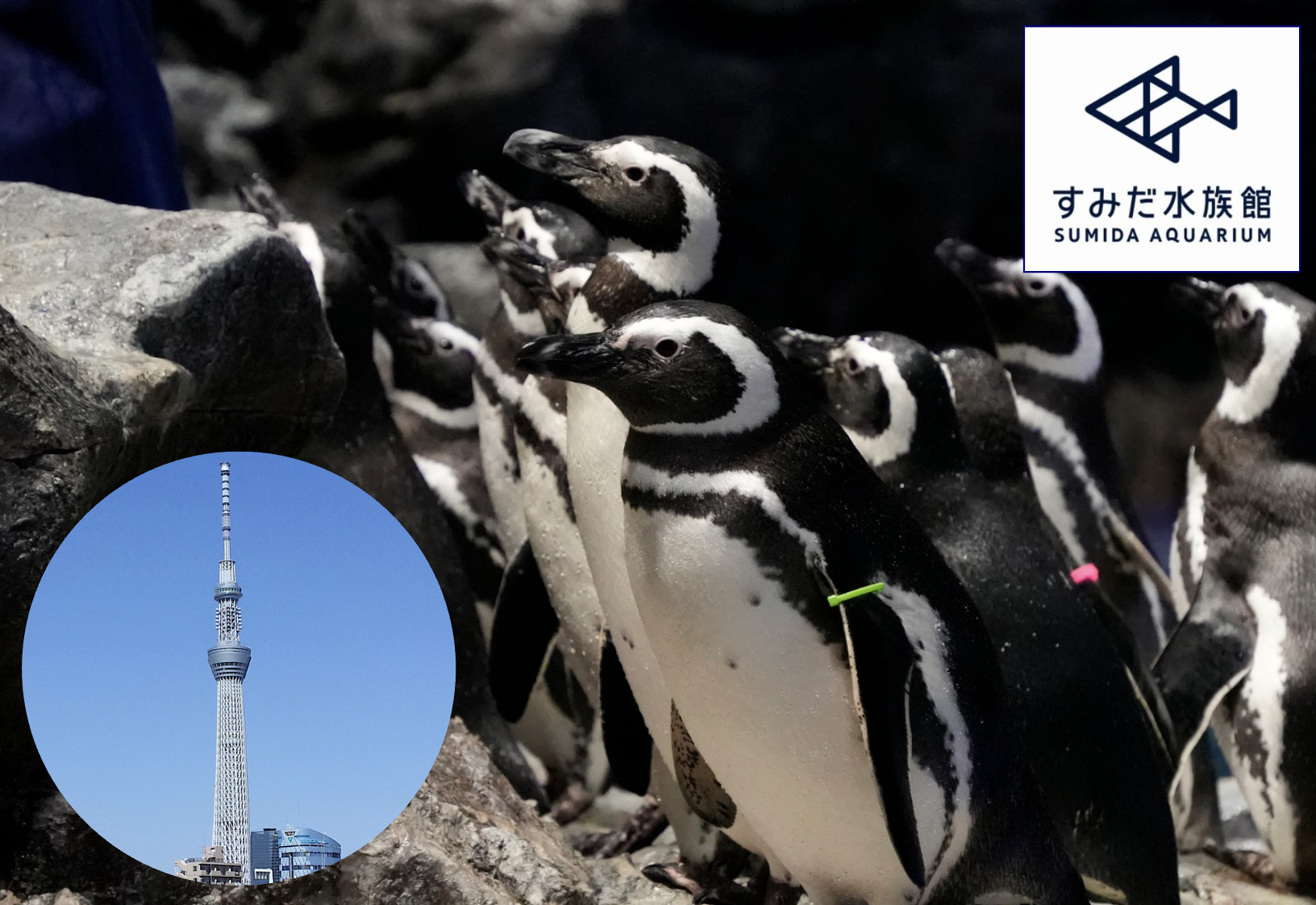 Connected Directly to the Skytree, How to enjoy the 'Sumida