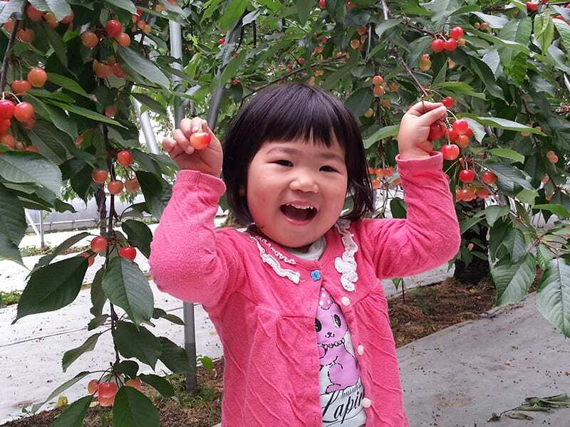 Experience fruit picking in Japan! Japan Shopping Now