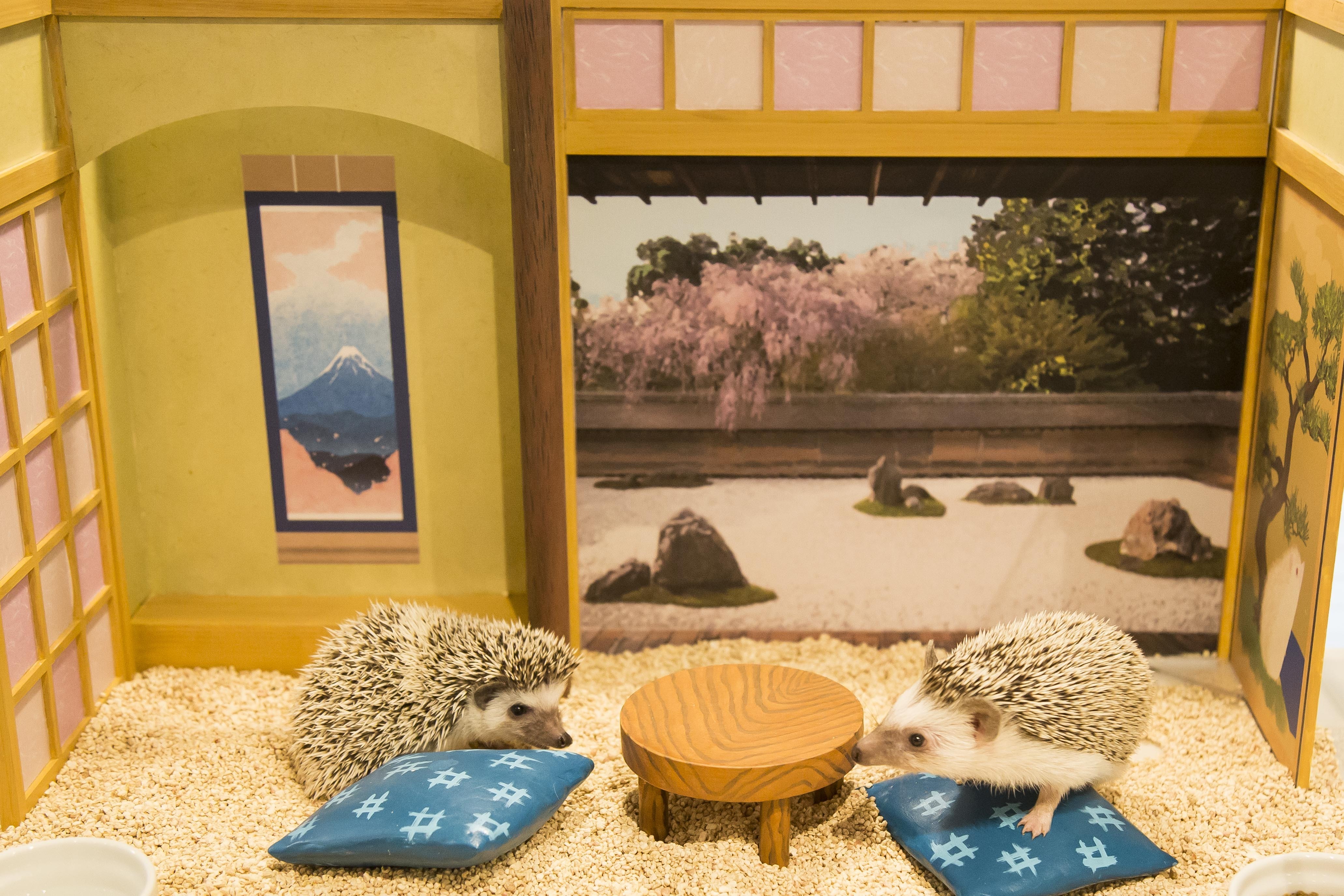 A New Hedgehog Cafe” Opened In Japan Dont Miss This Nice Chance To